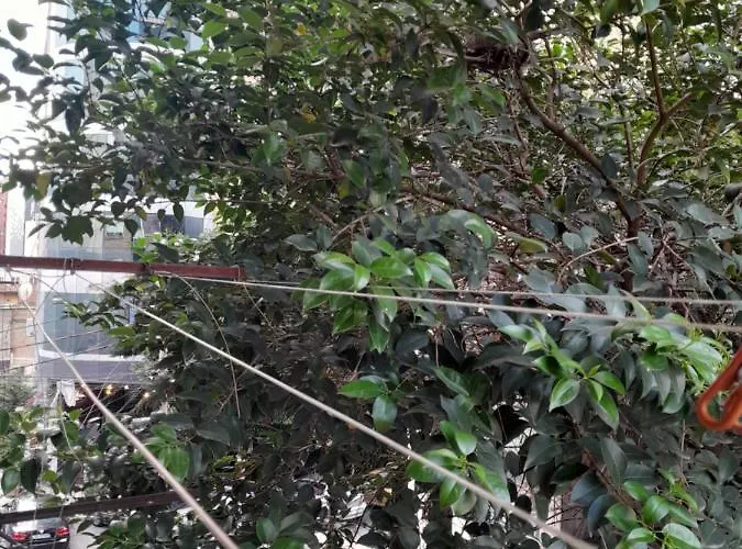 Center Niko 04 טיראנה